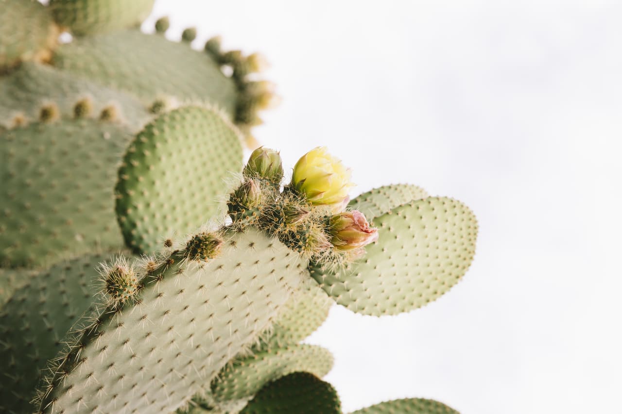 Comment Faire Pousser Un Cactus La Maison