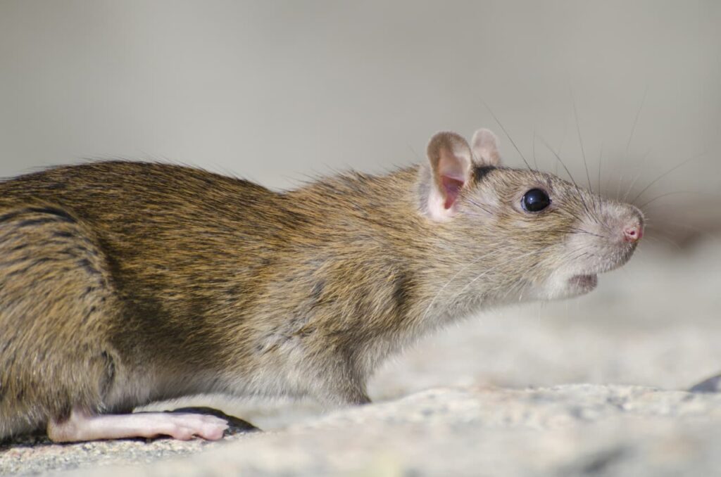 Comment se débarrasser efficacement des rats